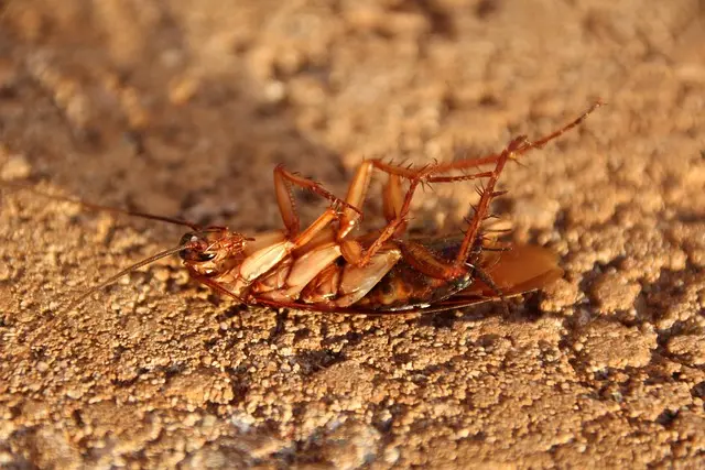 Dead cockroach after fumigation – Cleanit Center pest control experts in Kasarani, Nairobi
