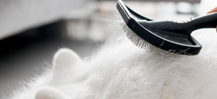 Pet Hair and Dander