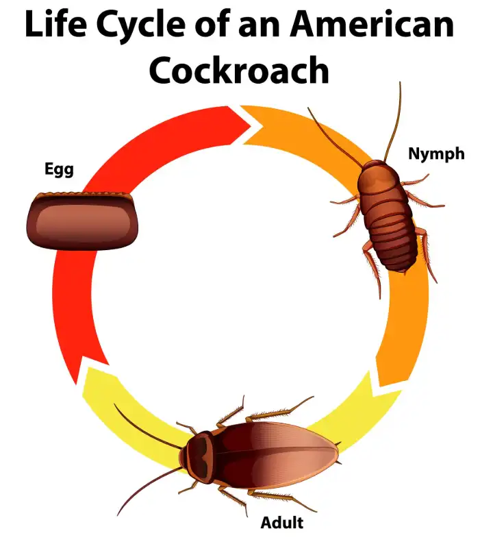 Cockroach life cycle illustration showing three stages: egg, nymph, and adult. Understanding these stages helps in effective pest control and fumigation in Kenya.